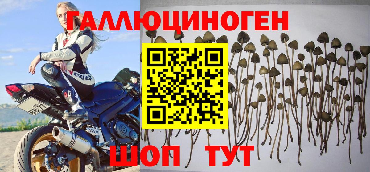 Псилоцибиновые грибы мицелий  Вход с VPN  Псилоцибиновые грибы Psilocybine cubensis  Ангарск 